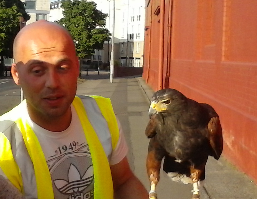 Falconer Derek and Harris Hawk Amy in Green Street Falconer Derek and Harris Hawk Amy in Green Street