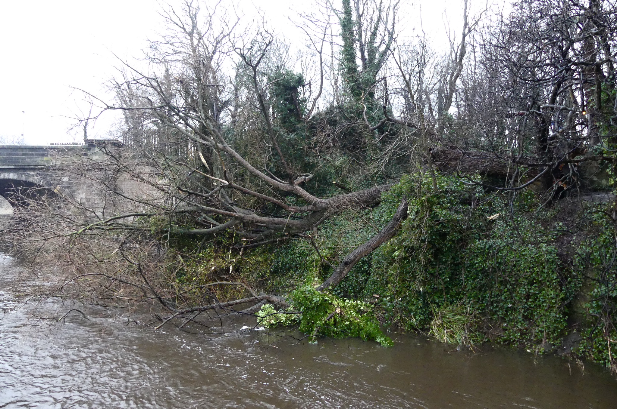 TREE OVER RIVER