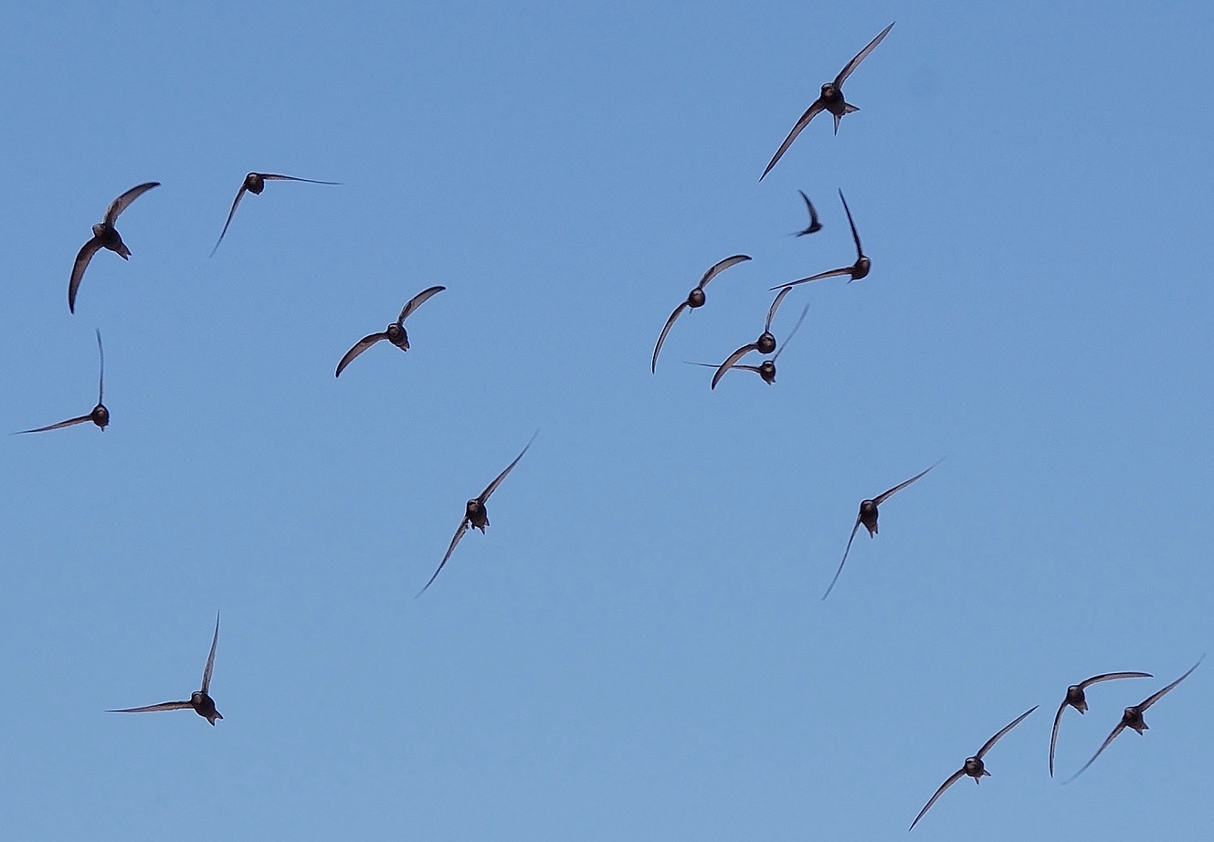 swifts