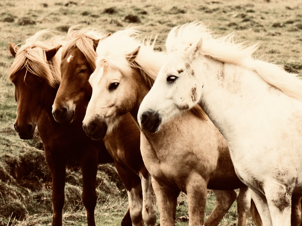 Iceland ponies