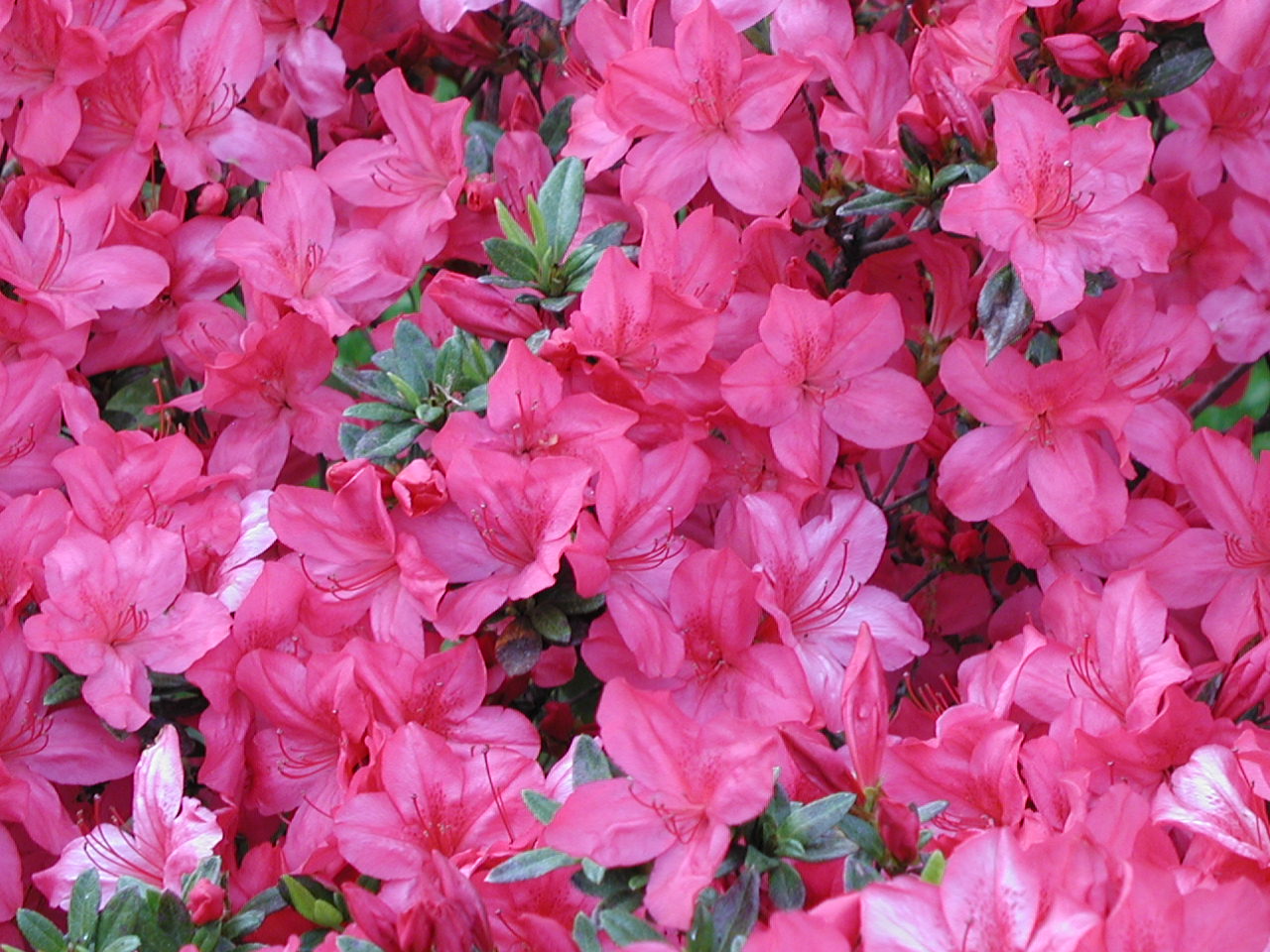 Azaleas