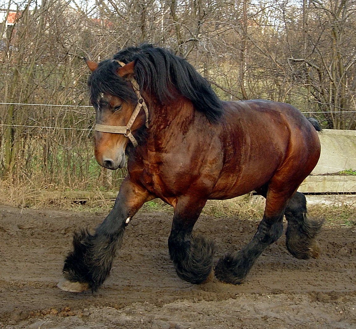 Belgian draft horse