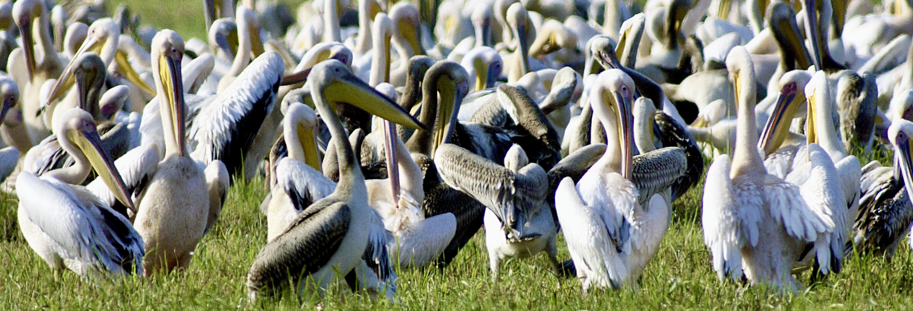 pelicans