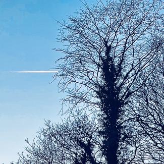 Vapour trail among branches