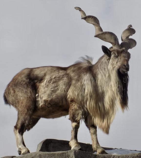 ram