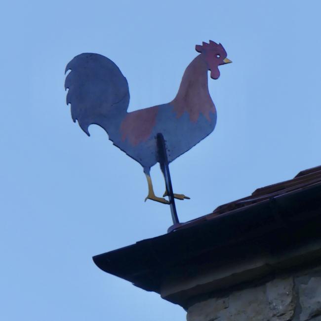cock