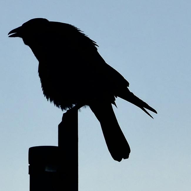 crow