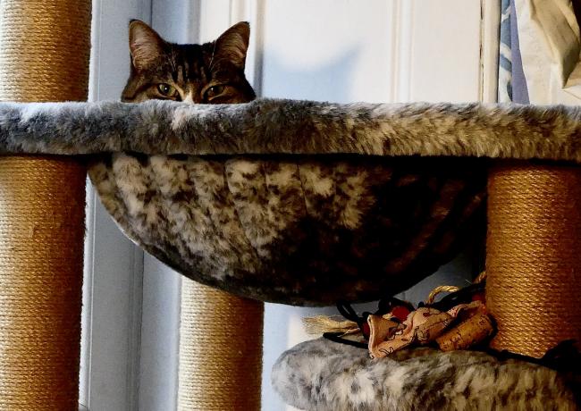 cat